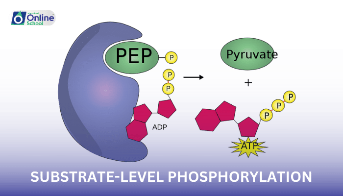 Lesson 09: Substrate-Level Phosphorylation